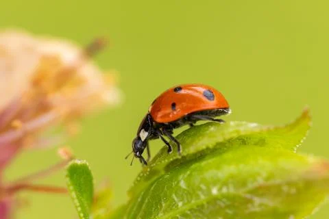 A ladybug crawls on a vibrant green leaf, showcasing its intricate details .. Stock Photos
