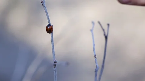 Ladybug creeps on a branch. Stock Footage 129087794