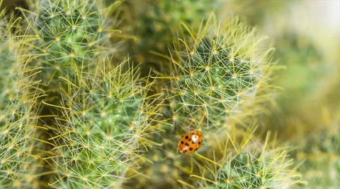 Ladybug creeps on the cactus. Video stock 55939116