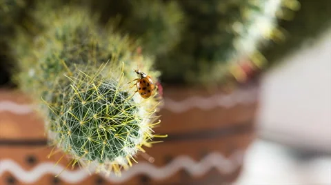 Ladybug creeps on the cactus. Stock-Footage 55940586