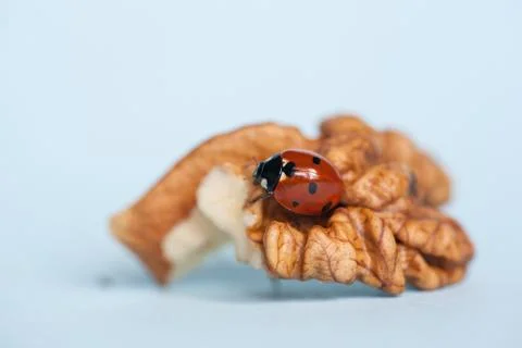 Ladybug creeps on a walnut kernel. Closeup Stock Photos
