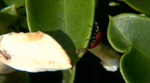 Ladybug CU Video stock 721021