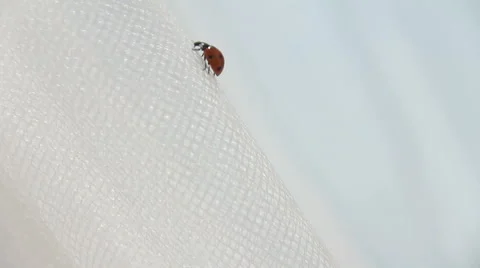 Ladybug on the curtain Video stock 55899420