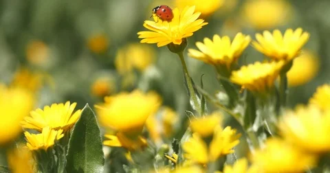 Ladybug on a daisy flower Stock Footage 73965567