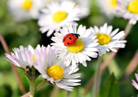 Ladybug on daisy flower Stock Photos