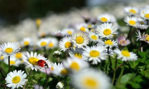 Ladybug on daisy flower Stock Photos