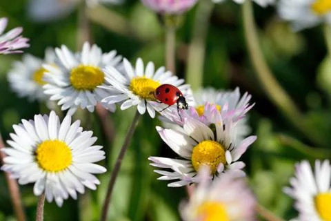 Ladybug on daisy flower Foto stock