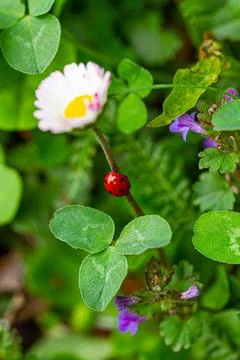 Ladybug on the daisy flower Stock Photos