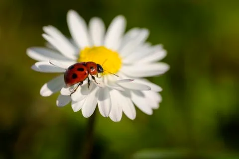 Ladybug on daisy Stock Photos