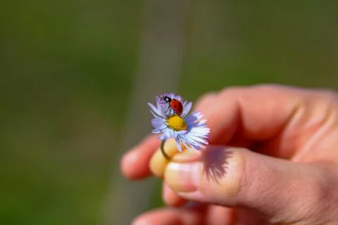 Ladybug on daisy 库存照片