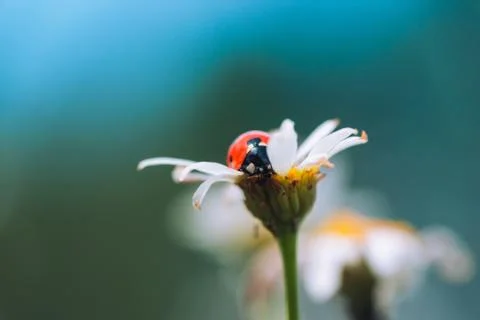 Ladybug on Daisy in the summer Stock Photos