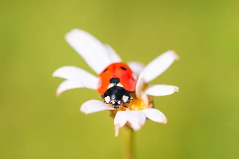 Ladybug on Daisy in the summer Stock Photos