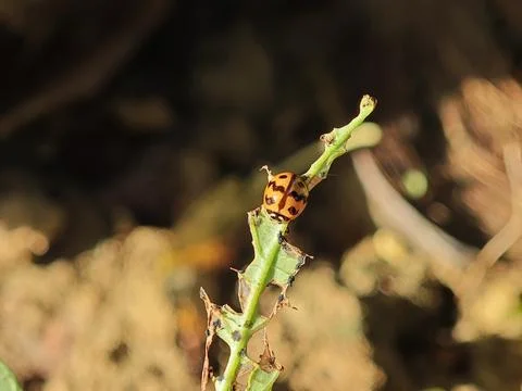 Ladybug on Damaged Leaf in Natural Environment Stock Photos