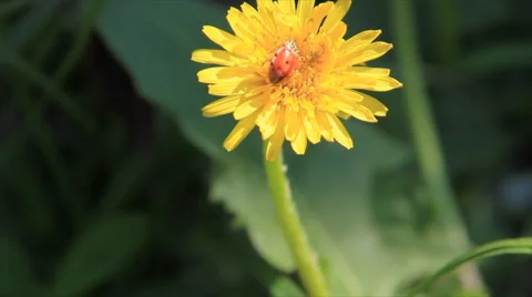 Ladybug on dandelion flower Stock Footage 61355186