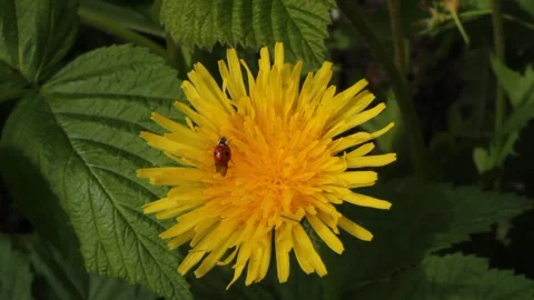 Ladybug on a dandelion flower Stock Footage 300533189