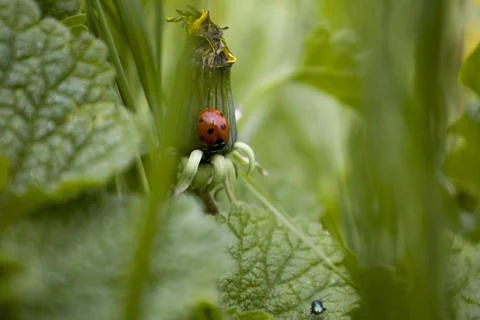 Ladybug on a dandelion flower Stock Photos