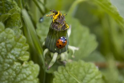 Ladybug on a dandelion flower Stock Photos
