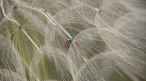Ladybug in dandelion leaves Video stock 38918546