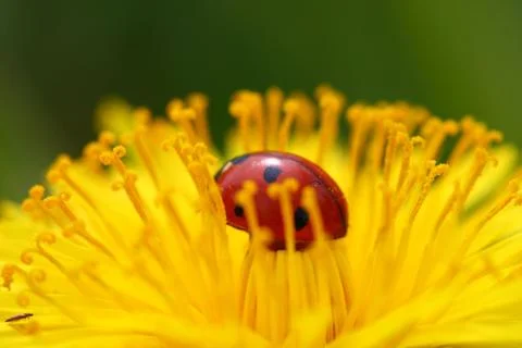 Ladybug on dandelion Stock Photos