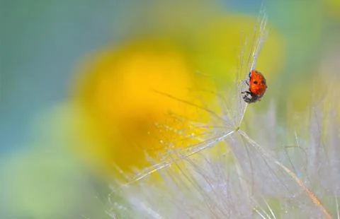 Ladybug on dandelion Free Stock Photos