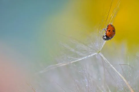 Ladybug on dandelion Free Stock Photos