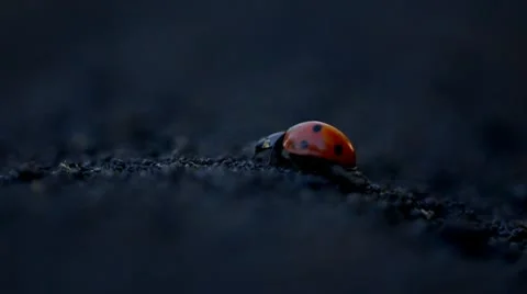 Ladybug in the dark Stock Footage 10601587