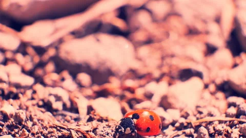 Ladybug in desert. Drought cracked soil. Searches for food and water Stock Footage 89738319