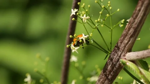 A ladybug is devouring an aphid on a delicate white flower plant Stock Footage 195094376