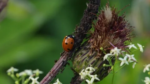 A ladybug devouring aphids on a thistle is attacked by aggressive ants Stock Footage 195093968