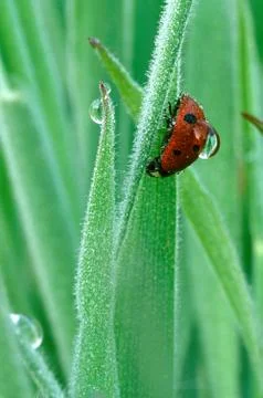 Ladybug with dew drop Fotos Stock