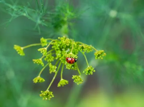 A Ladybug on a dill flower. Stock Photos