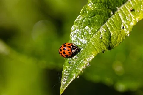 The ladybug doesn't have to look far for food Stock Photos