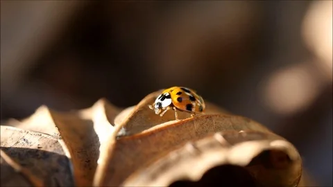 Ladybug dressing up on an autumn leaf Vídeos de archivo 86386415