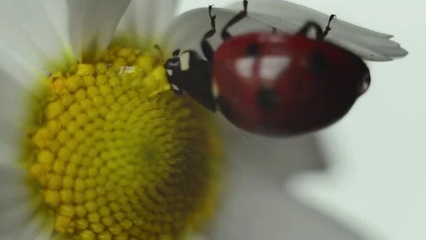 A ladybug drinks from a drop on a chamomile. A drop of morning dew on a flower. Stock Footage 154214108