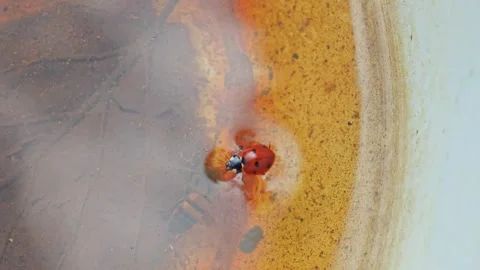 Ladybug drowning in bowl of water 库存影片 340030463