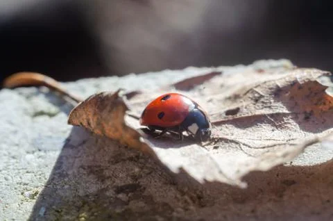 Ladybug on a dry leaf in forest Stock Photos