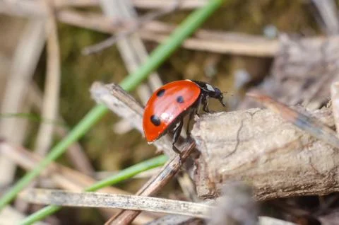 Ladybug on a dry leaf in forest Stock Photos