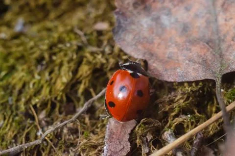 Ladybug on a dry leaf in forest Stock Photos