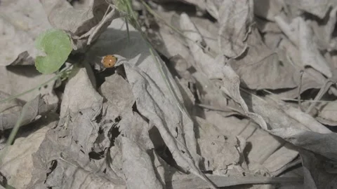 Ladybug on dry leaves. Ladybug close-up. ladybug in autumn Stock Footage 194339957