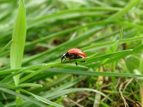 Ladybug during spring in Romania 스톡 사진