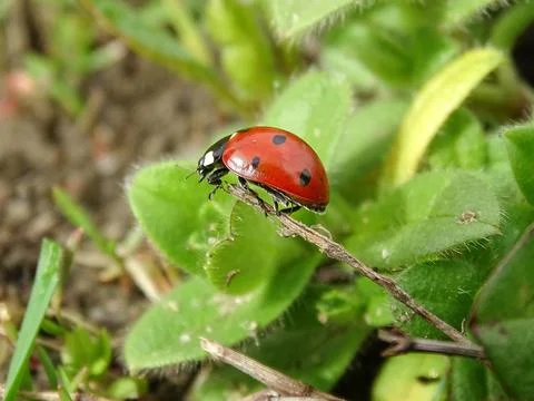 Ladybug during spring in Romania Stock Photos