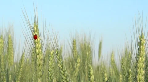 Ladybug ear in wheat field, organic food agriculture, fortune symbol Видео 63476939