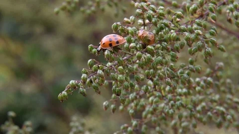 Ladybug eating aphid Stock Footage 83109211