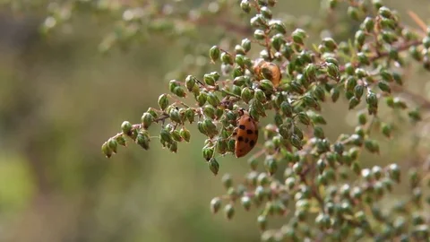 Ladybug eating aphid Stock Footage 83109256