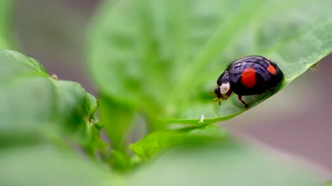 Ladybug eating aphids on a leaf Stock Footage 262989920