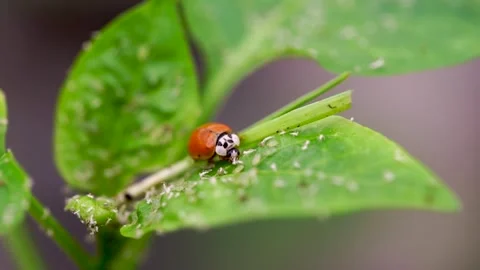 Ladybug eating aphids on a leaf Video stock 262990147