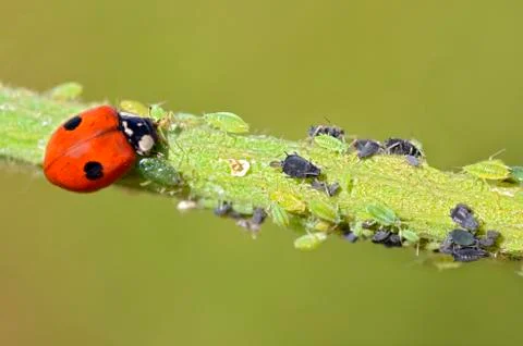 Ladybug eating aphids Stock Photos