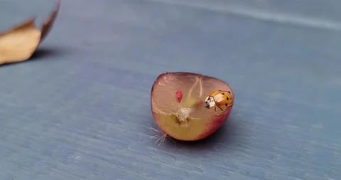 Ladybug eating a grape outside. Asian Lady Beetle eating fresh fruit. 스톡 동영상 168507825