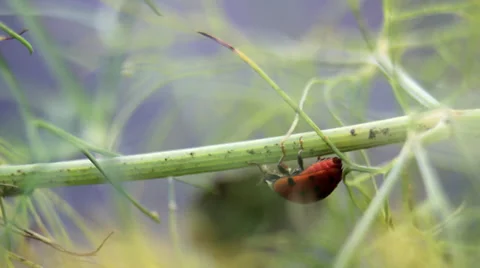 Ladybug Eats Aphid Stock Footage 25533546