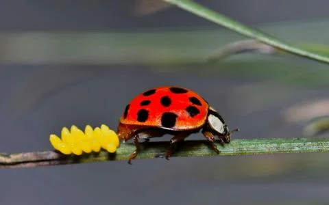 Ladybug Eggs Foto stock